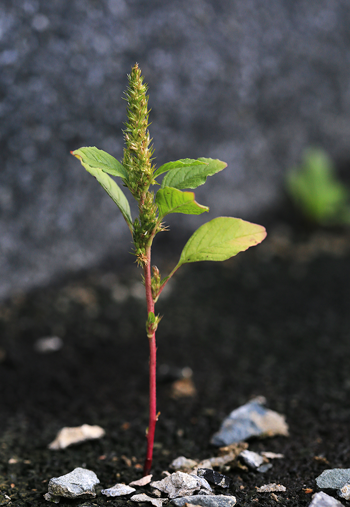 Изображение особи Amaranthus hybridus.