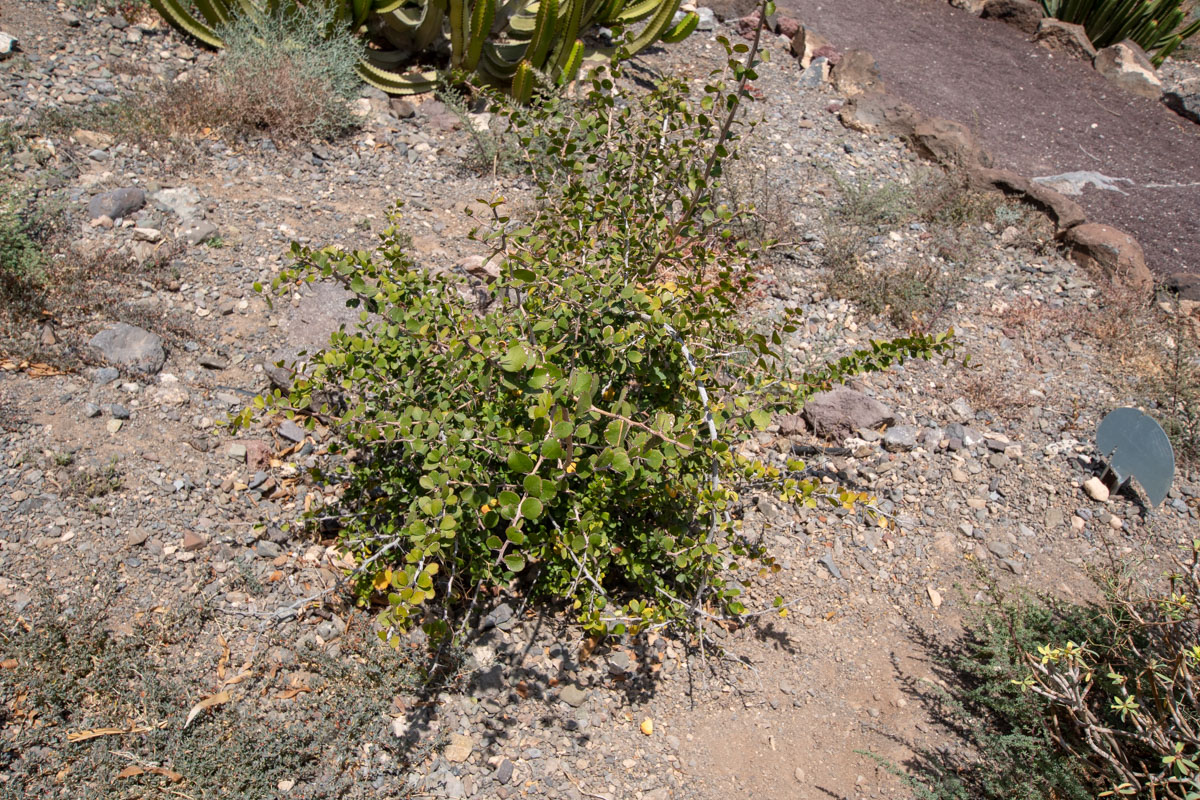 Image of Gymnosporia cryptopetala specimen.