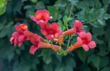 Campsis radicans