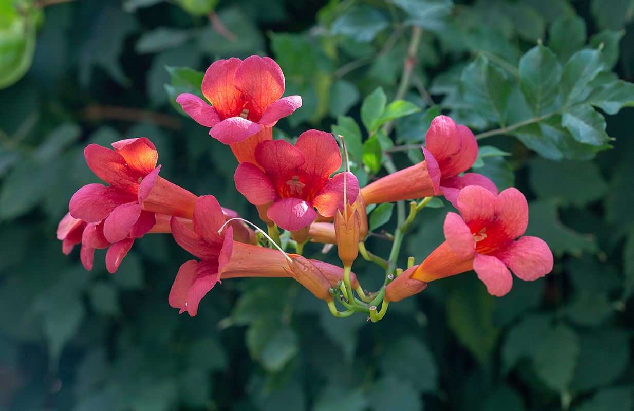 Image of Campsis radicans specimen.