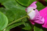 Impatiens walleriana