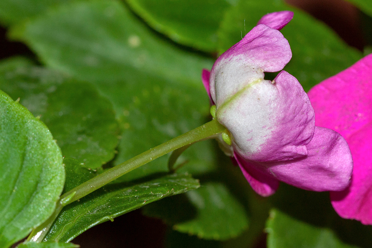 Изображение особи Impatiens walleriana.