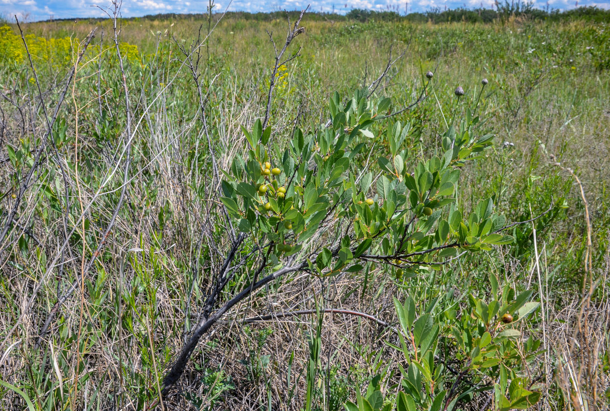 Image of Cerasus fruticosa specimen.