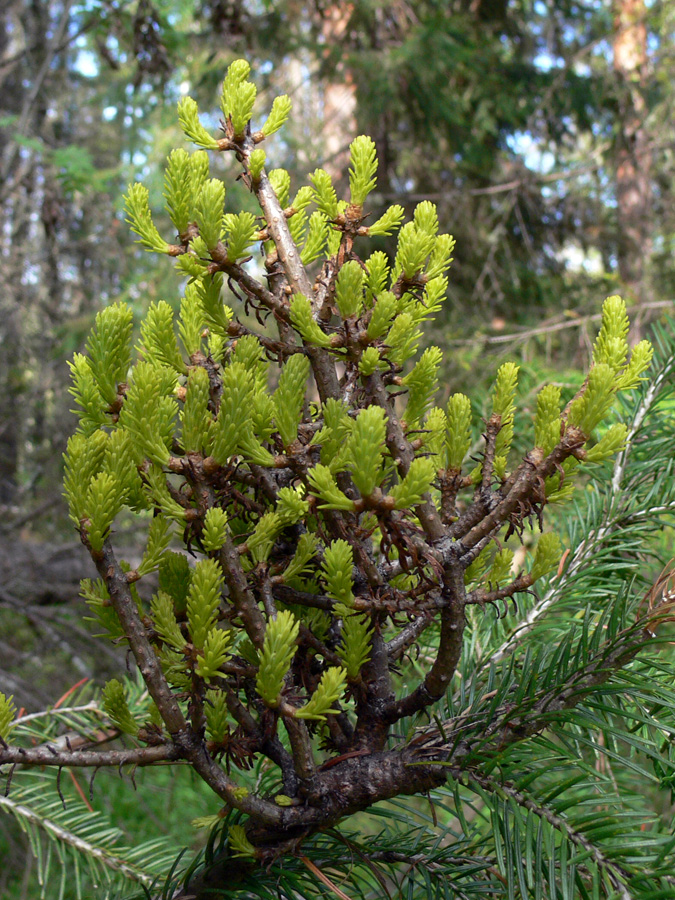 Image of Abies sibirica specimen.