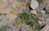 Potentilla gelida