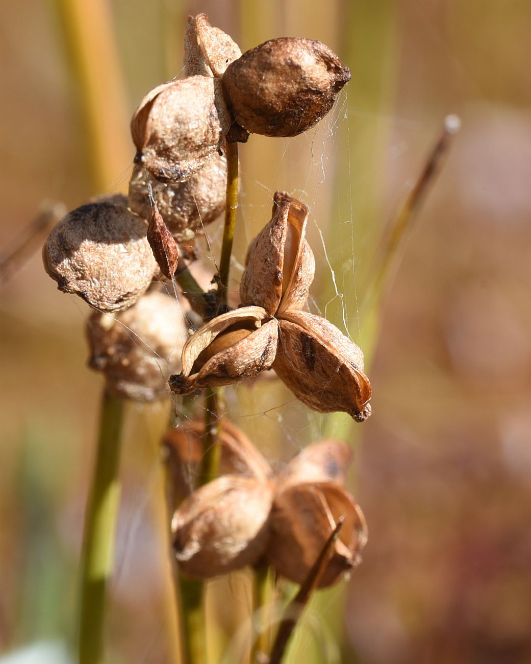 Изображение особи Scheuchzeria palustris.