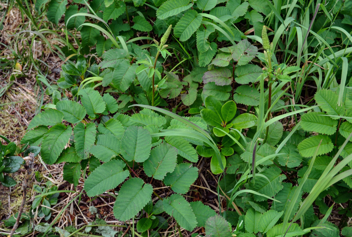 Изображение особи Sanguisorba stipulata.