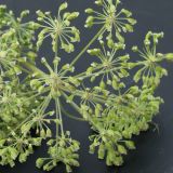 Angelica sylvestris