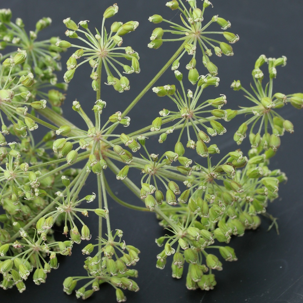 Image of Angelica sylvestris specimen.