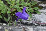 Campanula bellidifolia. Цветок. Ингушетия, Джейрахский р-н, перевал Цей-Лоам, ≈ 2200 м н.у.м., на выходе скалы. 23 июня 2022 г.