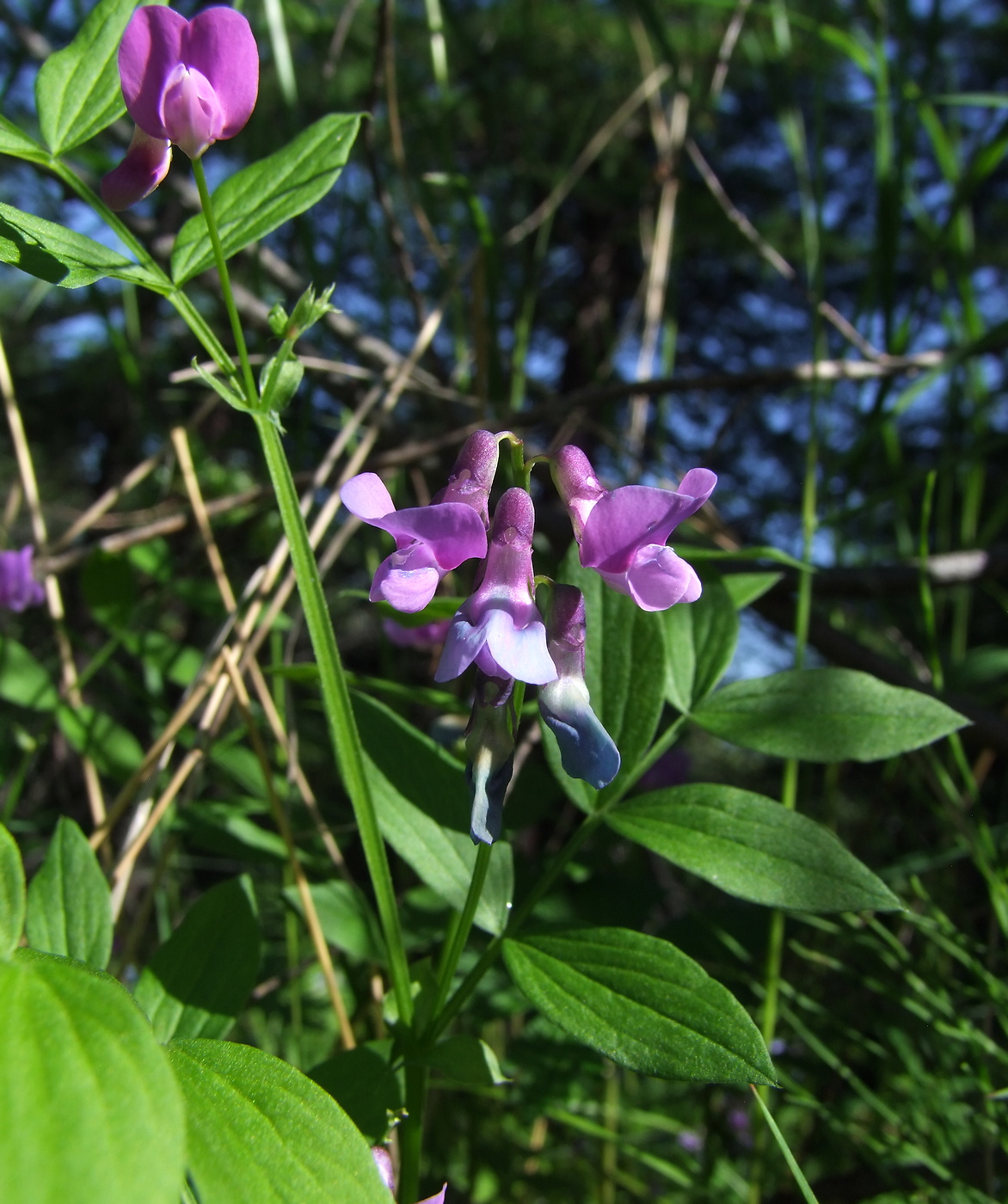 Image of Lathyrus komarovii specimen.