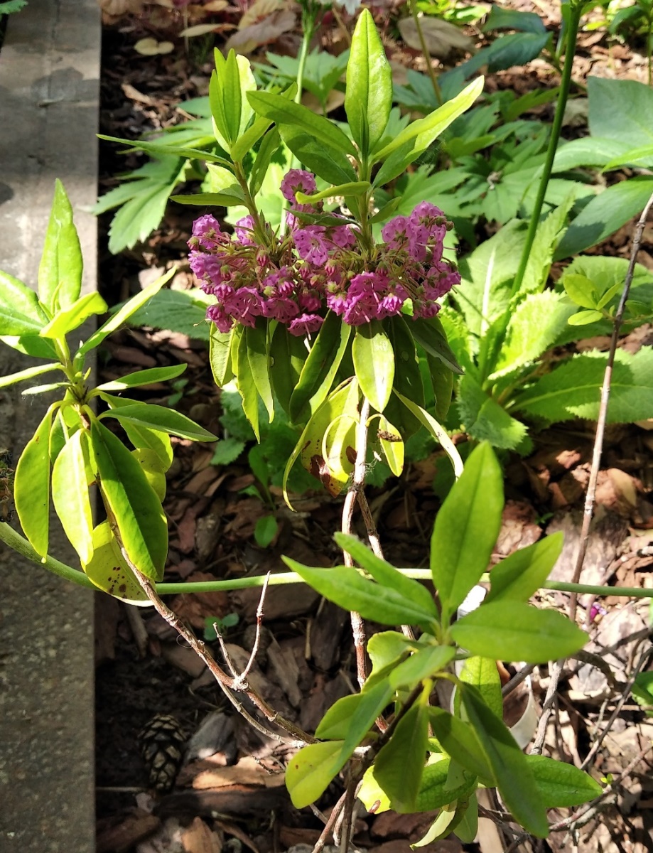 Изображение особи Kalmia angustifolia.