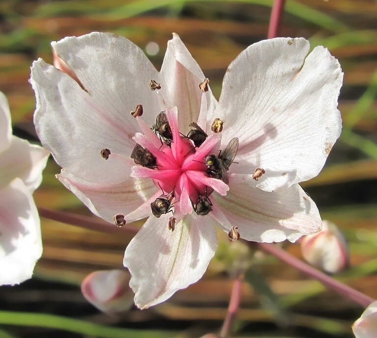 Изображение особи Butomus umbellatus.