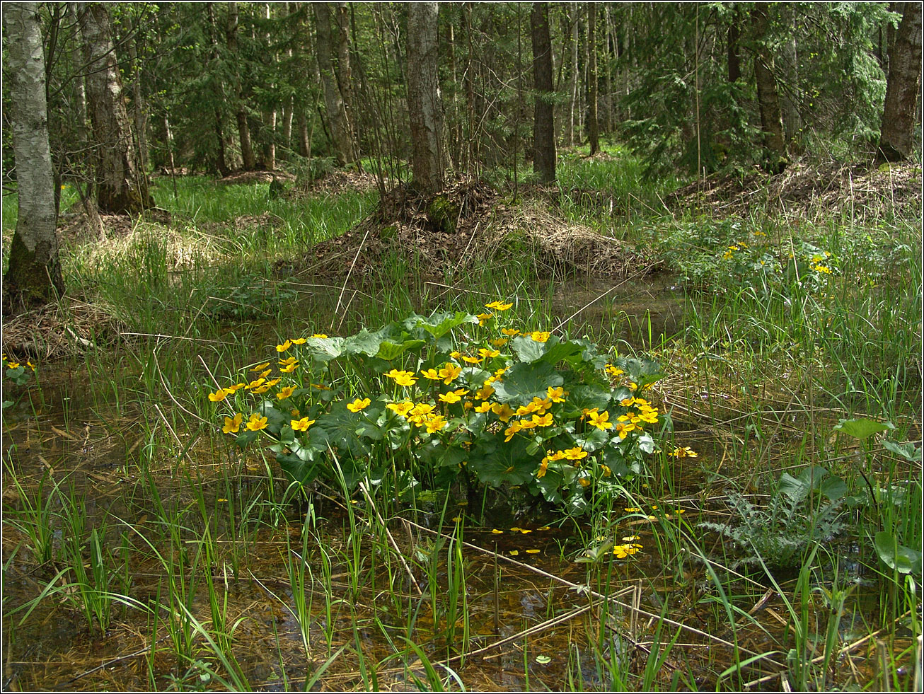 Image of Caltha palustris specimen.