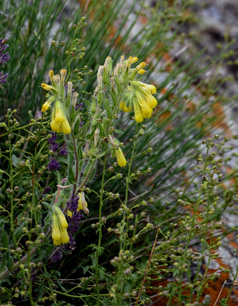 Image of Onosma microcarpa specimen.