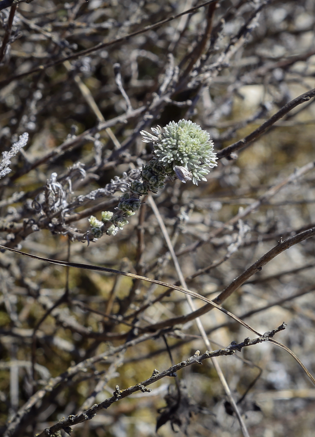 Изображение особи Artemisia frigida.