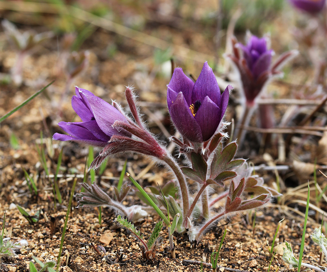 Image of Pulsatilla chinensis specimen.