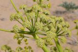 Ferula foetida. Часть соцветия с кормящимися насекомыми. Узбекистан, Каракалпакия, окр. крепости Аяз-Кала, пески. 11 апреля 2023 г.