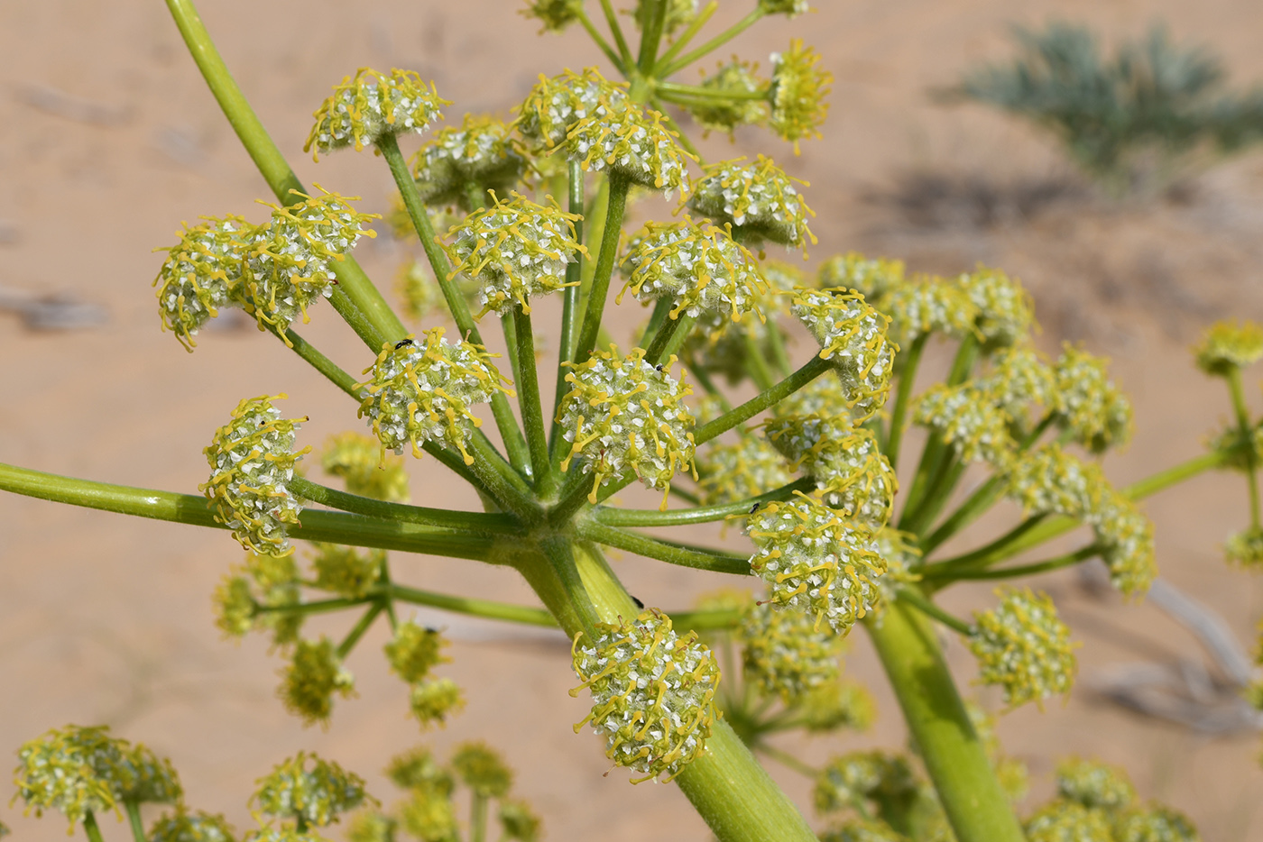 Изображение особи Ferula foetida.