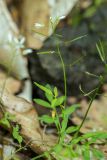 Cardamine pectinata