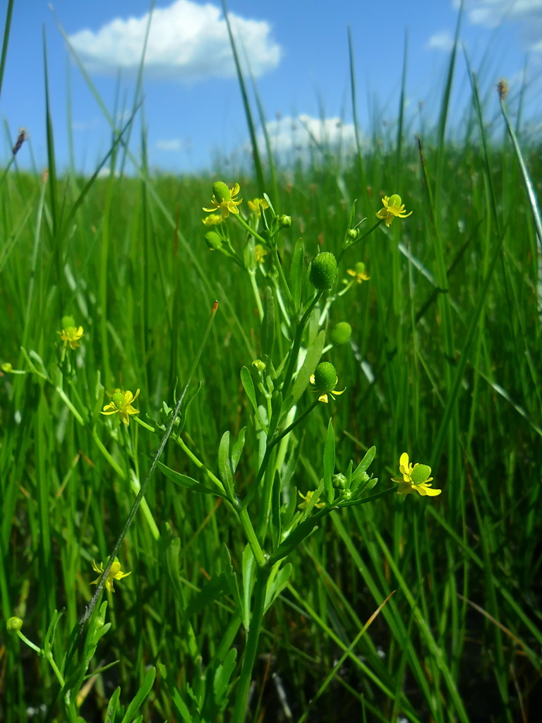 Image of Ranunculus sceleratus specimen.