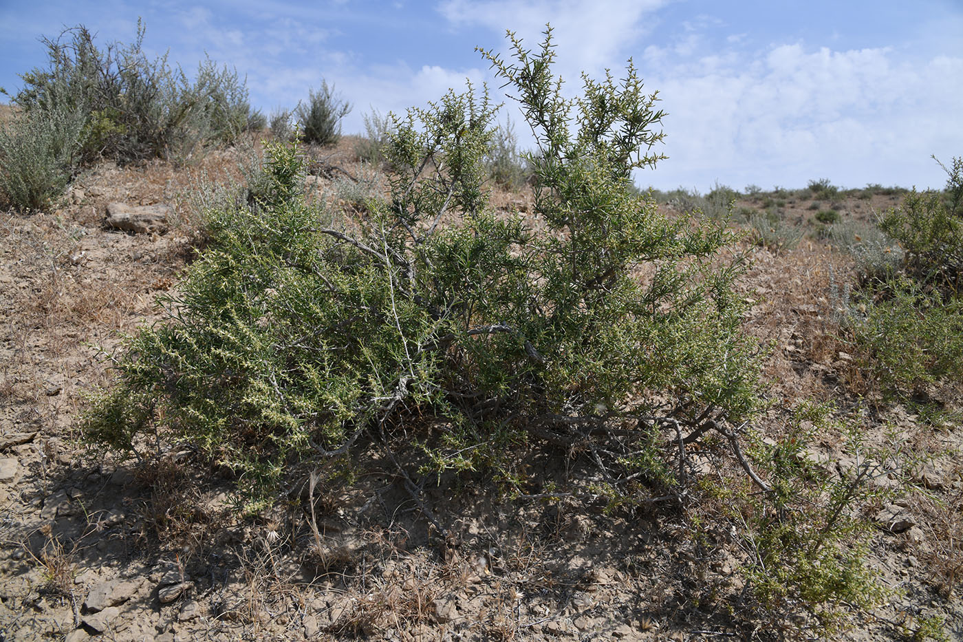 Изображение особи Salsola arbuscula.