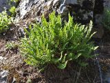 Woodsia ilvensis