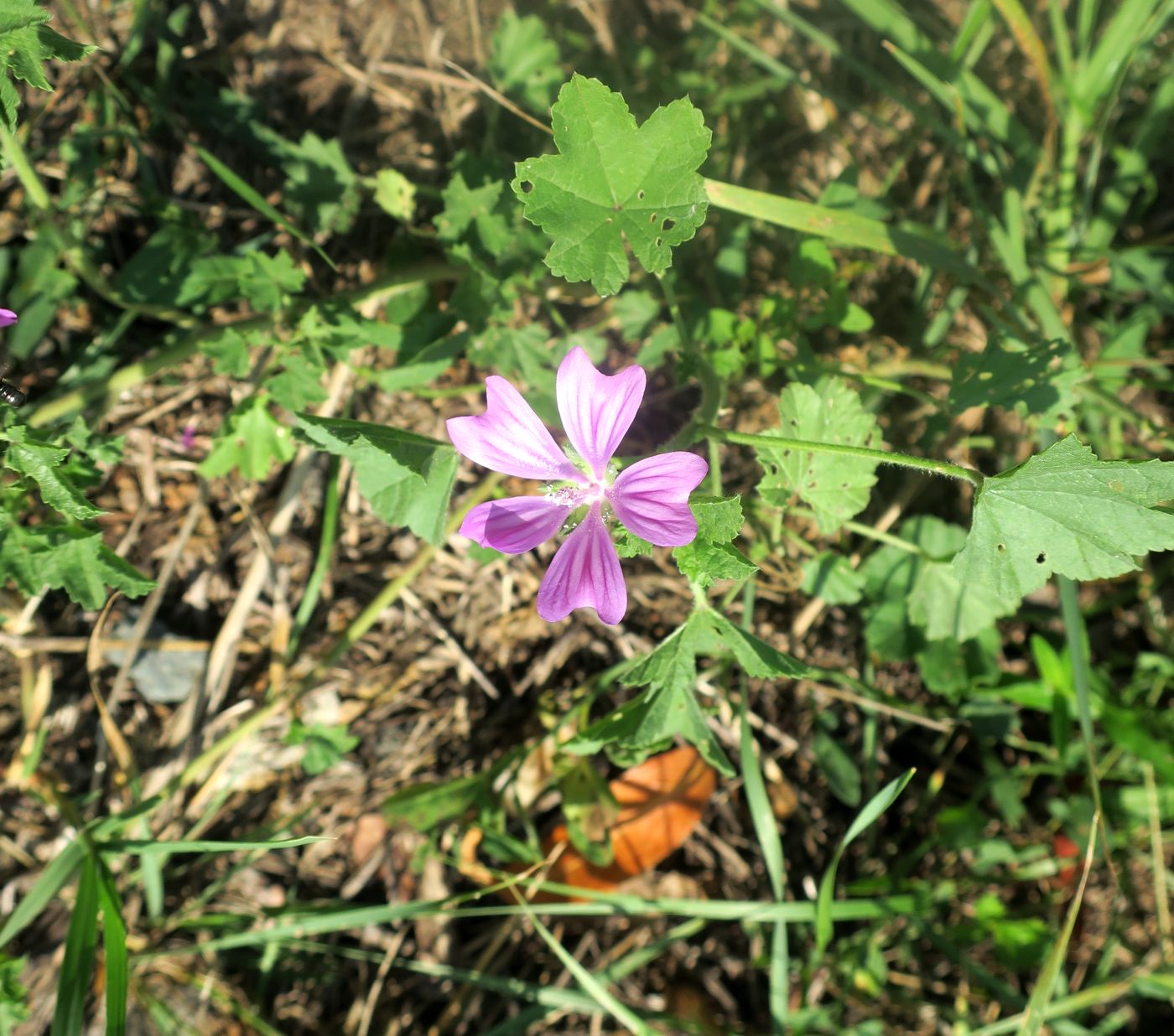 Изображение особи Malva sylvestris.