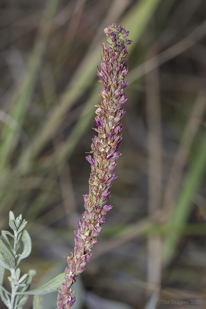 Image of Veronica incana specimen.