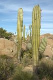Pachycereus pringlei