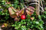 Vaccinium praestans