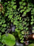 Adiantum capillus-veneris