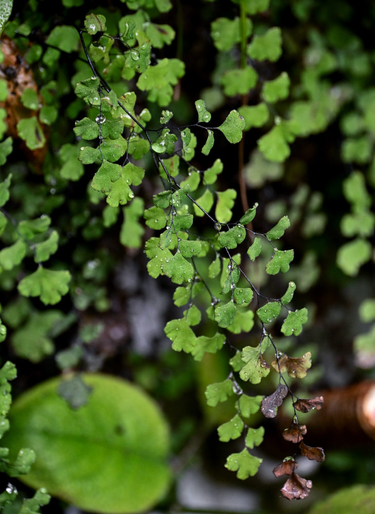 Изображение особи Adiantum capillus-veneris.