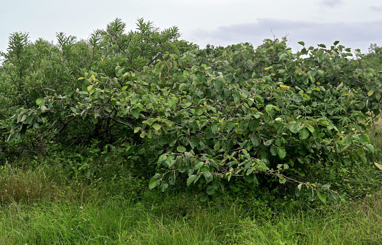 Image of Alnus hirsuta specimen.