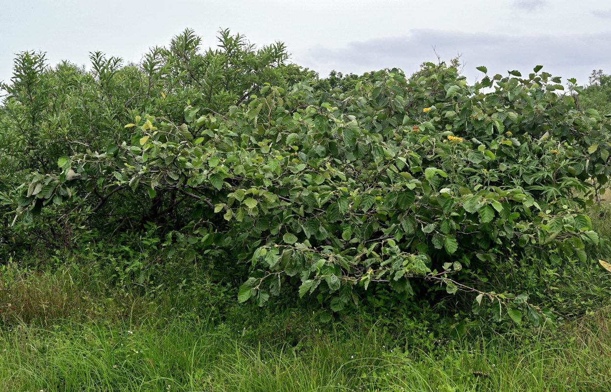 Изображение особи Alnus hirsuta.