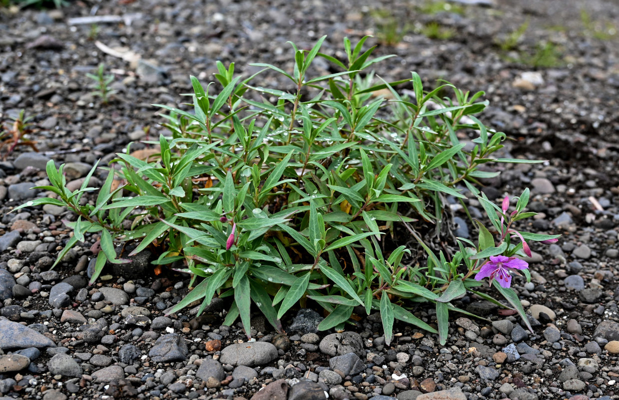 Image of Chamaenerion latifolium specimen.