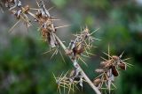 Xanthium spinosum