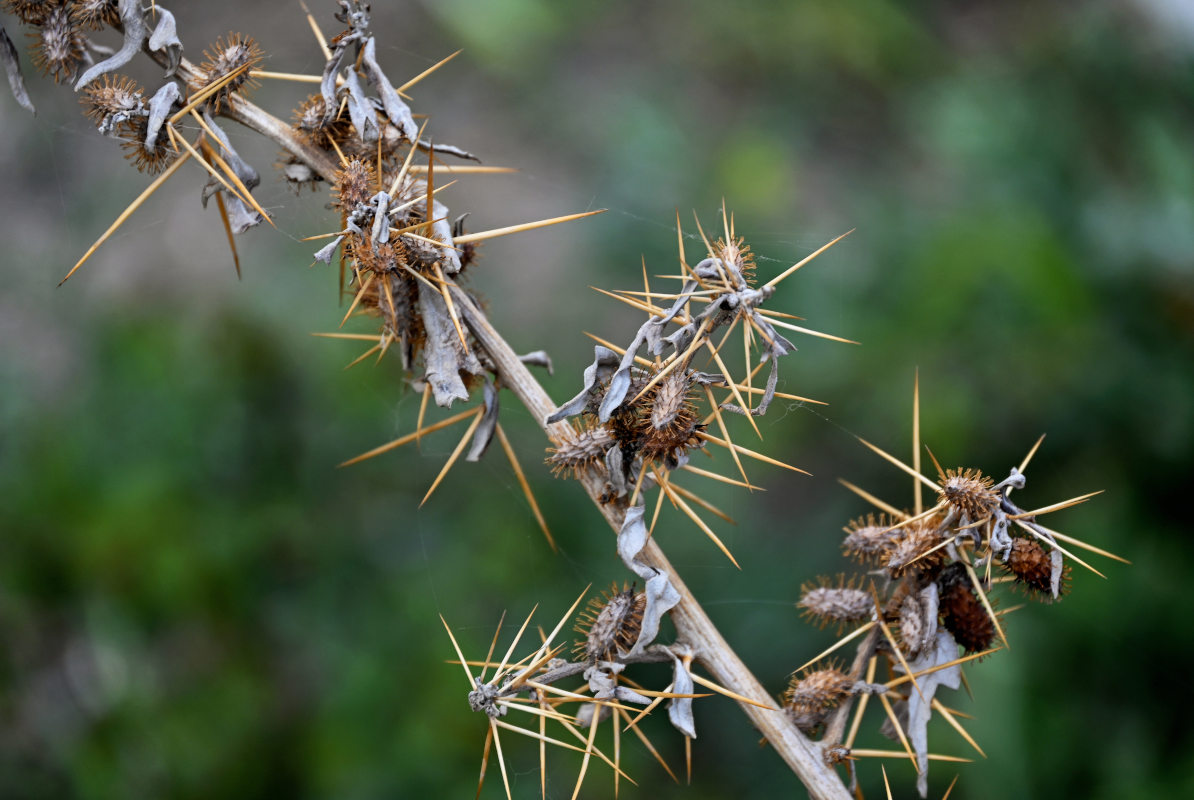 Изображение особи Xanthium spinosum.