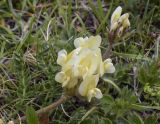 Oxytropis campestris. Верхушка побега с соцветием. Испания, автономное сообщество Каталония, провинция Жирона, комарка Рипольес, муниципалитет Сеткасес, курорт \"Вальтер 2000\", ≈2200 м н.у.м., каменистый луг с зарослями кустарников. 24.06.2021.