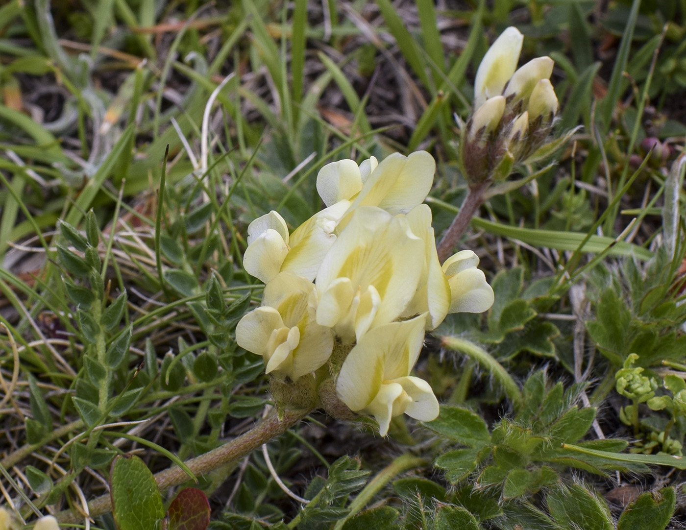 Image of Oxytropis campestris specimen.