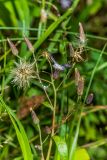 Lactuca sibirica