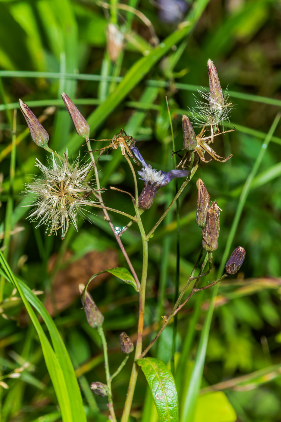 Изображение особи Lactuca sibirica.