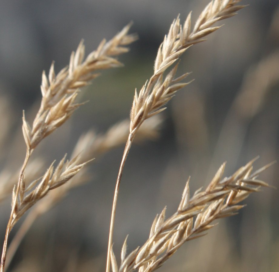 Изображение особи Festuca richardsonii.