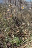 Bellis sylvestris