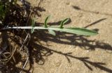 genus Centaurea. Прикорневой лист. Болгария, Бургасская обл., г. Несебр, природный заказник \"Песчаные дюны\", дюна. 17.09.2021.