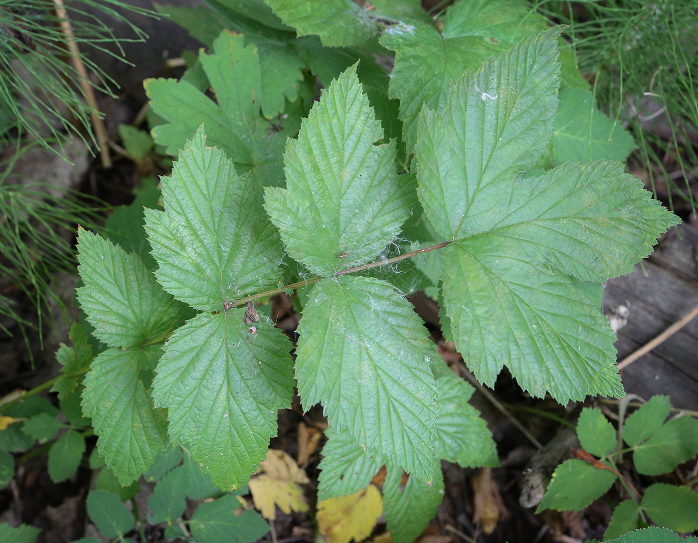 Image of Filipendula ulmaria specimen.