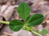 Medicago lupulina. Часть веточки с развивающимся пазушным побегом. Московская обл., Талдомский р-н, окр. пгт Запрудня, опушка смешанного леса. 25.06.2023.