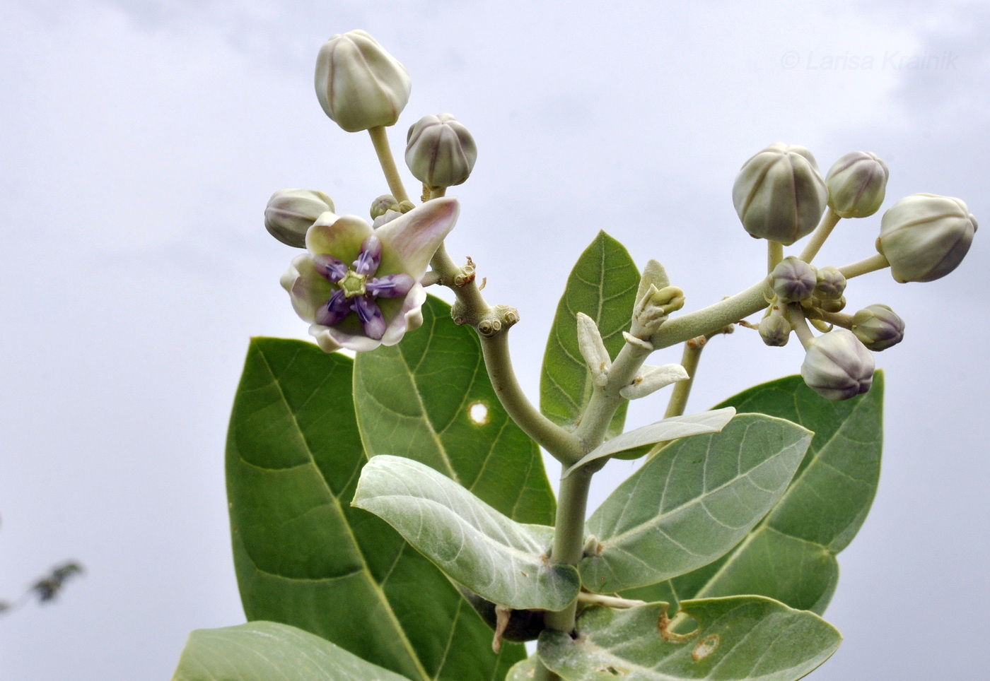 Image of Calotropis gigantea specimen.