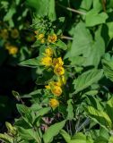 Lysimachia vulgaris. Верхушка цветущего растения. Армения, обл. Арагацотн, окр. монастыря Сагмосаванк, ≈ 1500 м н.у.м., у дороги. 20.06.2022.