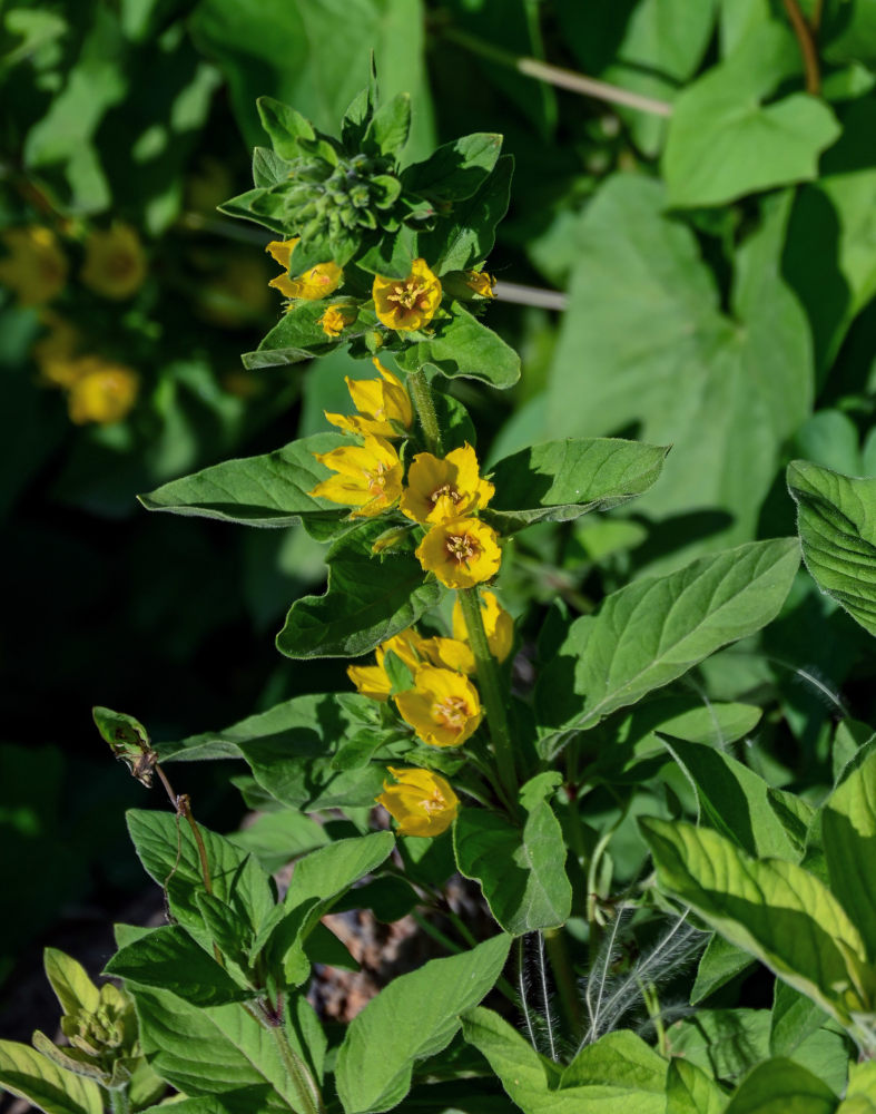 Изображение особи Lysimachia vulgaris.